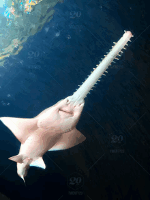 a sawfish is swimming in the water and has a long mouth