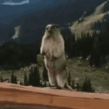 a groundhog standing on its hind legs on top of a wooden fence .