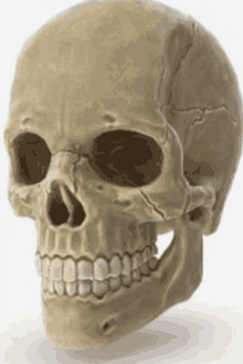 a close up of a human skull with teeth showing