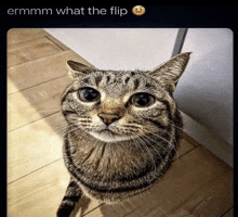 a cat is looking up at the camera with the caption ermm what the flip