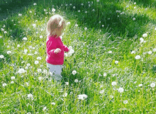 a little girl in a pink sweater is standing in a field of dandelions