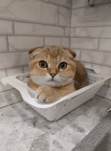 a cat laying in a white basket on a counter top