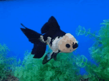 a black and white goldfish is swimming in a tank