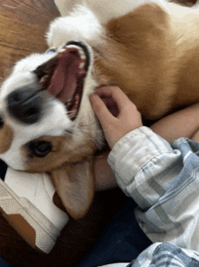 a person is petting a dog with its mouth open