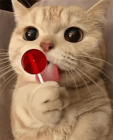 a close up of a cat licking a red lollipop