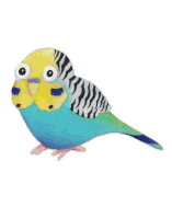 a blue and yellow parakeet with big eyes