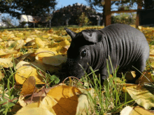 a hairless pig standing in a field of leaves