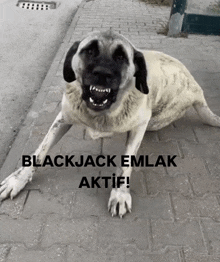 a dog laying on a sidewalk with the words blackjack emlak aktif written on it