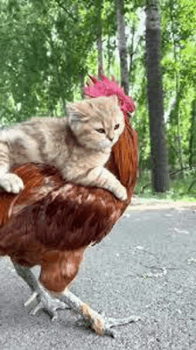 a cat is sitting on top of a chicken on the road .