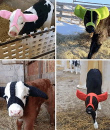 a cow wearing a pink ear muzzle and a green ear muzzle