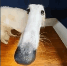 a white dog with a long nose is sitting on a wooden floor and looking at the camera .