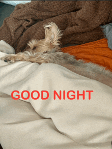 a dog is laying on a bed with the words good night written in red