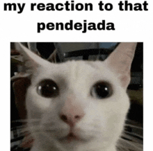 a white cat is looking at the camera with the words `` my reaction to that pendejada '' written above it .