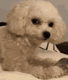 a small white poodle dog is laying on a bed looking at the camera .