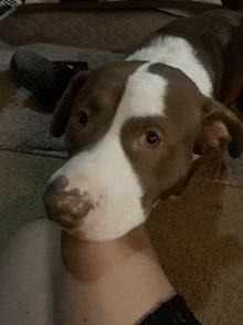 a brown and white dog is laying on the floor