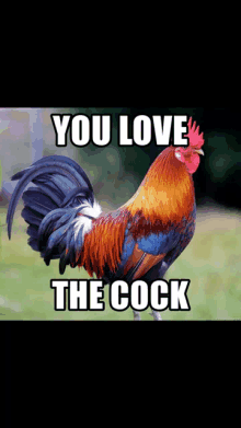 a picture of a rooster with the words " you love the cock " above it