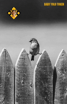 a black and white photo of a bird perched on a fence with the words baby yolo token above it