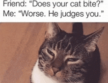 a cat with a caption that says " friend does your cat bite? me worse he judges you "