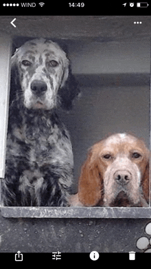 a phone screen shows two dogs looking out of a window at the time of 14:49