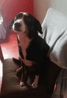 a black and white dog is sitting on a chair looking up .