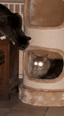 a cat with glowing eyes is sitting in a cat house