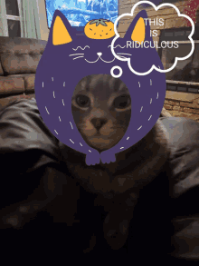 a cat wearing a purple cat hat with a thought bubble that says " this is ridiculous "