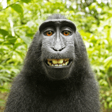 a close up of a monkey 's face with a smile on its face