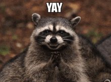 a raccoon is smiling and holding its hands together with the word yay written above it .