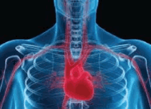 a x-ray of a man 's chest with a red heart in the middle .