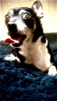 a black and white dog laying on a blue blanket with its tongue out