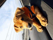 a brown puppy wearing an orange jacket looks out the window of a car