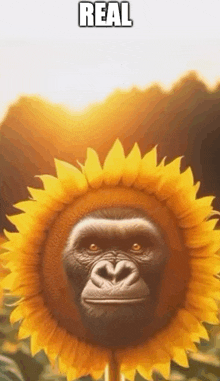 a gorilla is standing in front of a sunflower with the sun shining through it .