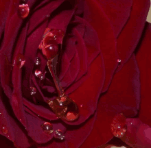 a close up of a red rose with water drops