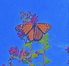 a monarch butterfly is perched on top of a flower .