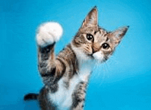 a cat is standing on its hind legs on a blue background .