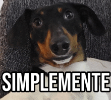 a dachshund laying on a couch with the word simplemente written above it