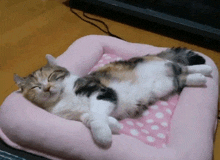 a calico cat laying on its back in a pink bed