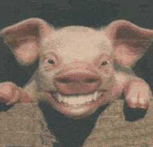 a pig is smiling while peeking over a fence .