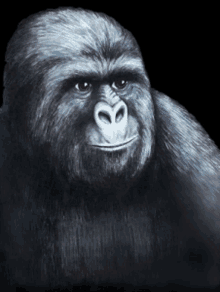 a close up of a gorilla with a black background