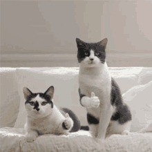 a black and white cat giving a thumbs up