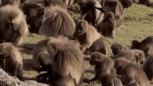 a large group of monkeys are sitting on top of a grassy field .