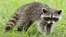 a small raccoon is standing in the grass and looking at the camera