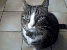 a cat with a bow tie around its neck looks up at the camera