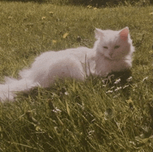 a white cat is laying in the grass with a yellow flower in the background