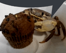 a crab is sitting next to a muffin with chocolate chips