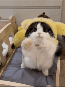 a black and white cat wearing a pom pom hat