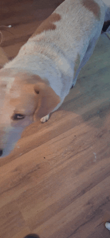 a brown and white dog is standing on a wood floor