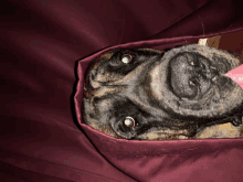 a dog is sticking its tongue out while laying in a maroon blanket