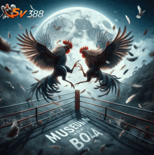 two roosters fighting in a boxing ring with the words museum of bola on the ground