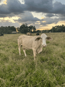 a cow standing in a grassy field with a cloudy sky behind it